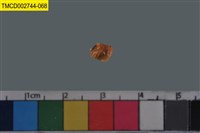 藏品(短指和尚蟹)的圖片